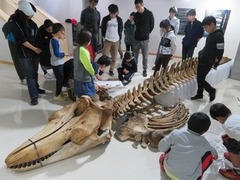 シャチの骨格標本！